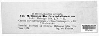 Melampsorella elatina image